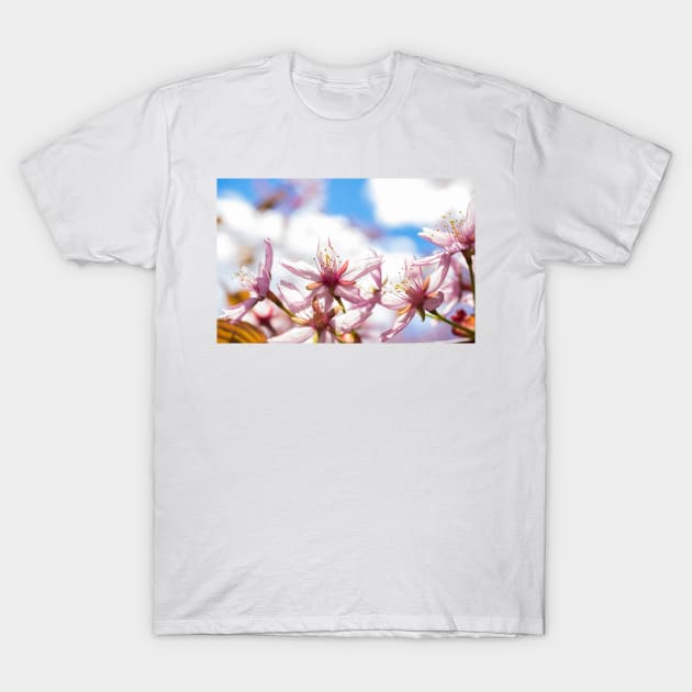 Cherry Blossom T-Shirt by ansaharju